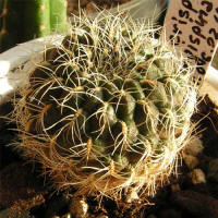 Sulcorebutia crispata f. longispina