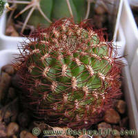 Sulcorebutia mentosa HS49