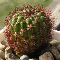 Sulcorebutia mentosa KK1931