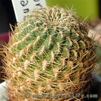 Sulcorebutia oenantha RH818