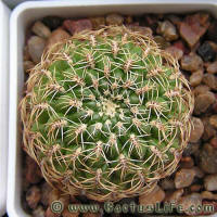 Sulcorebutia purpurea HS25