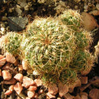 Sulcorebutia tunariensis