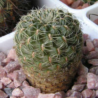 Sulcorebutia cardenasiana HS41