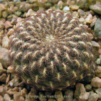 Sulcorebutia heinzii HS151