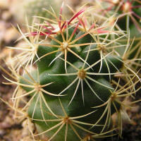 Thelocactus bicolor SB 563