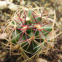 Thelocactus bicolor SB 563