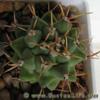 Thelocactus rinconensis SB301