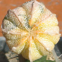 Astrophytum CoAs