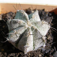 Astrophytum CoNivAs