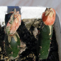 Astrophytum CoNivAs variegata