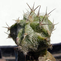 Astrophytum CoOr