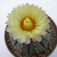 Astrophytum NivAs