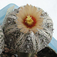 Astrophytum asterias Super Kabuto