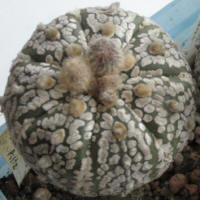 Astrophytum asterias Super Kabuto