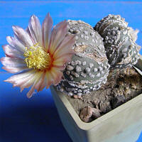 Astrophytum aterias Super Kabuto -    