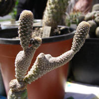 Austrocylindropuntia clavarioides