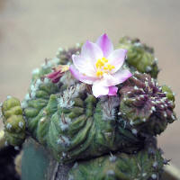 Aztekium ritteri