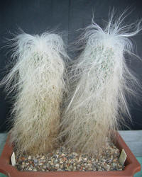 Cephalocereus senilis