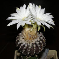 Discocactus horstii