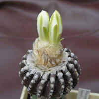 Discocactus horstii