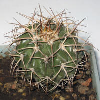 Discocactus subviridigriseus HU438