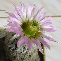 Echinocereus bayleyi albispinus