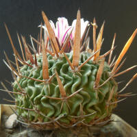 Echinofossulocactus sp