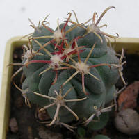 Glandulicactus mathsonii SB1449