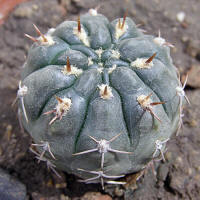 Gymnocalycium chubutense