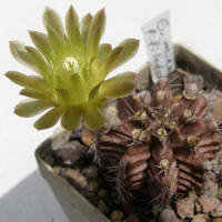 Gymnocalycium michanovichii v. filadelfiense