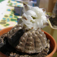 Gymnocalycium ragonesii