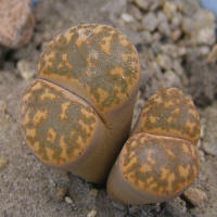 Lithops bromfeldi v. glaudinae