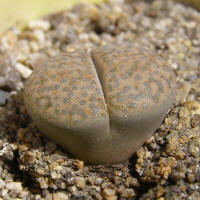 Lithops fulviceps v. fulviceps