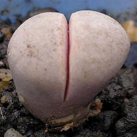 Lithops rushiorum nelli C240