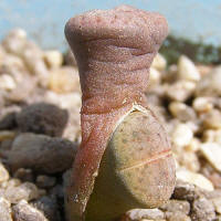 Lithops turbiniformis lutea