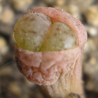 Lithops turbiniformis lutea