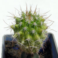 Mammillaria bachmanii