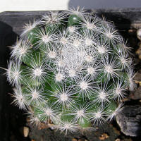 Mammillaria candida