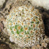 Mammillaria crucigera