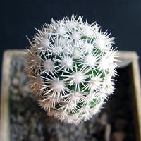 Mammillaria gracilis cv. Arisona Snow Cap