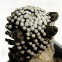 Mammillaria luethyi