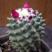 Mammillaria polythele