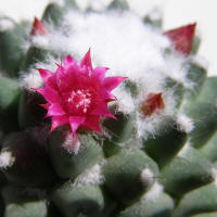 Mammillaria polythele