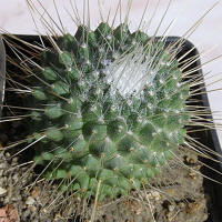 Mammillaria spinosissima cv. Unopico