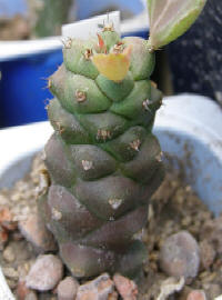 Monadenium ritchei