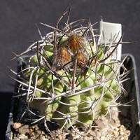 Neochilenia_paucicostata