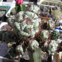 Ortegocactus macdougallii