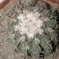 Parodia subterranea