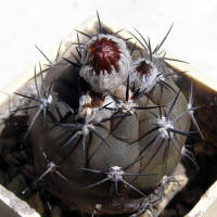 Pyrrhocactus vertongenii