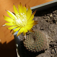 Reicheocactus pseudoreicheanus